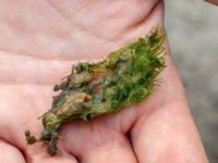 Attēlu rezultāti vaicājumam “Chara intermedia”