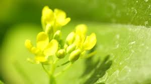 Attēlu rezultāti vaicājumam “Saxifraga cymbalaria flower”