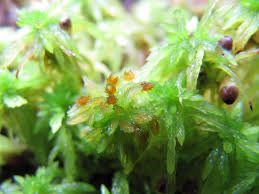 Attēlu rezultāti vaicājumam “Sphagnum sporophyte”