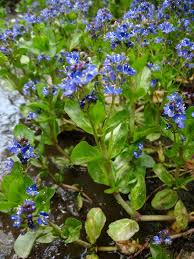 Attēlu rezultāti vaicājumam “Veronica beccabunga”