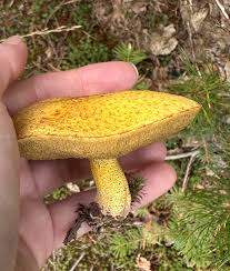 Attēlu rezultāti vaicājumam “Stemonaria irregularis”