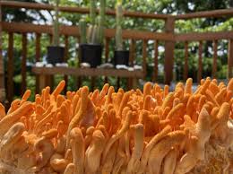 Attēlu rezultāti vaicājumam “Cordyceps polyarthra”