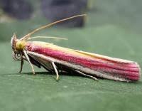 Attēlu rezultāti vaicājumam “Oncocera semirubella”