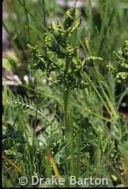 Attēlu rezultāti vaicājumam “Botrychium multifidum”