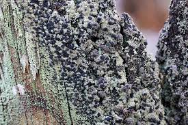 Attēlu rezultāti vaicājumam “Hertelidea botryosa”