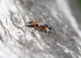 Attēlu rezultāti vaicājumam “Pompilidae”