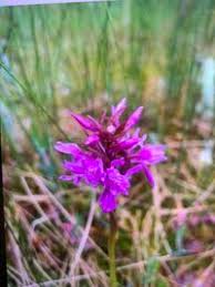 Attēlu rezultāti vaicājumam “Dactylorhiza russowii”
