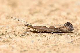 Attēlu rezultāti vaicājumam “Plutellidae”