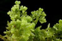 Attēlu rezultāti vaicājumam “Trichocolea tomentella”