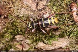 Attēlu rezultāti vaicājumam “Plagionotus detritus imago”