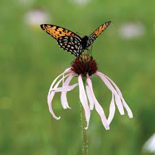 Image result for Echinacea pallida