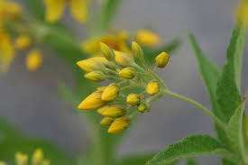 Attēlu rezultāti vaicājumam “Lysimachia vulgaris”