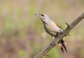 Attēlu rezultāti vaicājumam “Picus canus female”