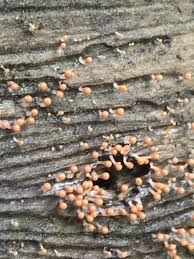 Attēlu rezultāti vaicājumam “Hemitrichia decipiens var. hemitrichoides spores”