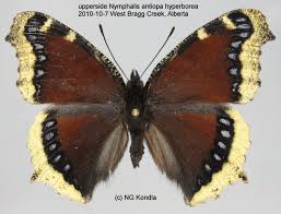 Attēlu rezultāti vaicājumam “Nymphalis antiopa upperside”