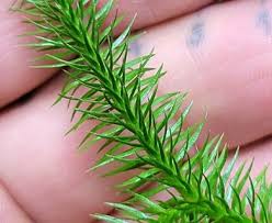 Attēlu rezultāti vaicājumam “Lycopodium dubium”