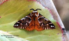 Attēlu rezultāti vaicājumam “Endromis versicolora”