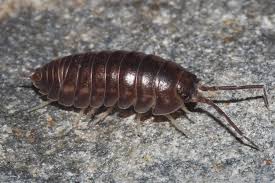 Attēlu rezultāti vaicājumam “Lycogala convexum”