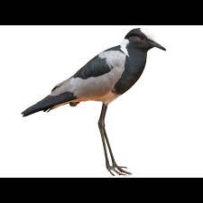 Attēlu rezultāti vaicājumam “Vanellus vanellus adult”