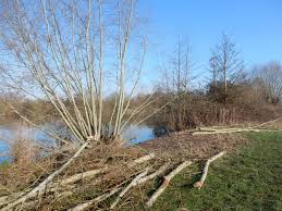 Image result for Thames Valley Angling