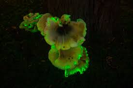 Attēlu rezultāti vaicājumam “Didymium nigripes young”