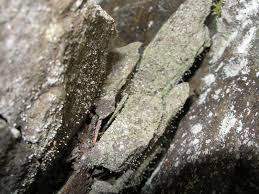 Attēlu rezultāti vaicājumam “Chaenotheca gracilenta”