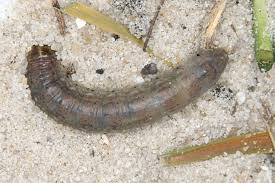 Attēlu rezultāti vaicājumam “Agrotis vestigialis”