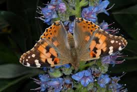 Attēlu rezultāti vaicājumam “Vanessa cardui upperside”