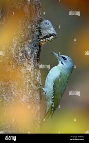 Attēlu rezultāti vaicājumam “Picus canus female”