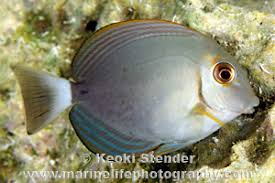 Image result for Acanthurus xanthopterus