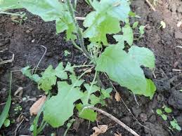 Attēlu rezultāti vaicājumam “Lapsana communis”