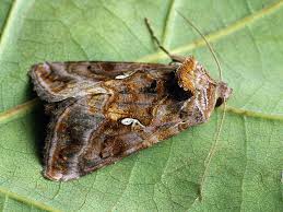 Attēlu rezultāti vaicājumam “Autographa pulchrina”