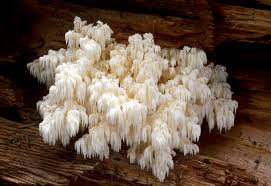 Attēlu rezultāti vaicājumam “Dentipellis fragilis”