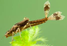 Attēlu rezultāti vaicājumam “Pyrrhosoma nymphula”