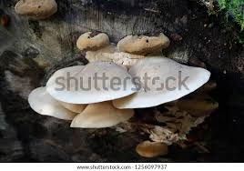 Attēlu rezultāti vaicājumam “Hypsizygus ulmarius”