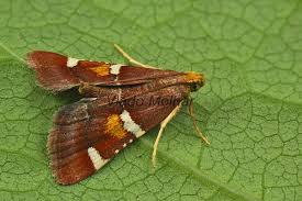 Attēlu rezultāti vaicājumam “Pyralis regalis”