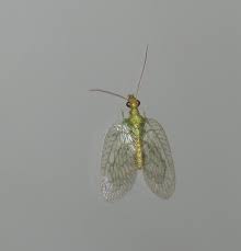 Attēlu rezultāti vaicājumam “Hemerobiidae”