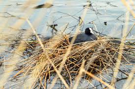 Attēlu rezultāti vaicājumam “Fulica atra nest”