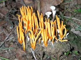 Attēlu rezultāti vaicājumam “Clavulinopsis helvola”