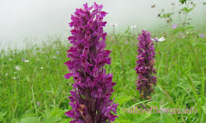 Attēlu rezultāti vaicājumam “Dactylorhiza”