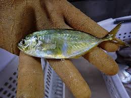 Image result for Caranx crysos