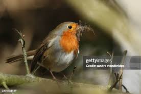 Attēlu rezultāti vaicājumam “Erithacus rubecula nest”