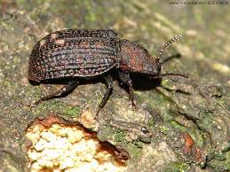 Attēlu rezultāti vaicājumam “Bolitophagus reticulatus”
