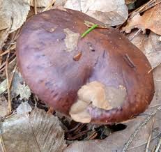 Attēlu rezultāti vaicājumam “Tricholoma sp.”