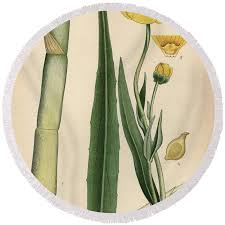 Attēlu rezultāti vaicājumam “Ranunculus lingua”