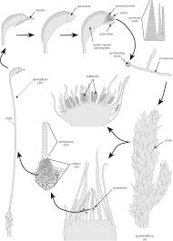 Attēlu rezultāti vaicājumam “Ptilidium pulcherrimum sporophyte”