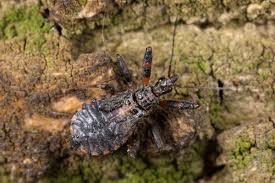 Attēlu rezultāti vaicājumam “Rhynocoris annulatus imago”
