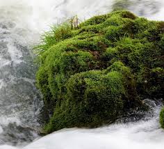 Attēlu rezultāti vaicājumam “Bryum caespiticium sporophyte”