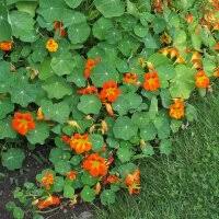 Attēlu rezultāti vaicājumam “Tropaeolum majus fruit”
