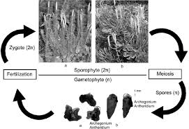 Attēlu rezultāti vaicājumam “Lophozia badensis sporophyte”